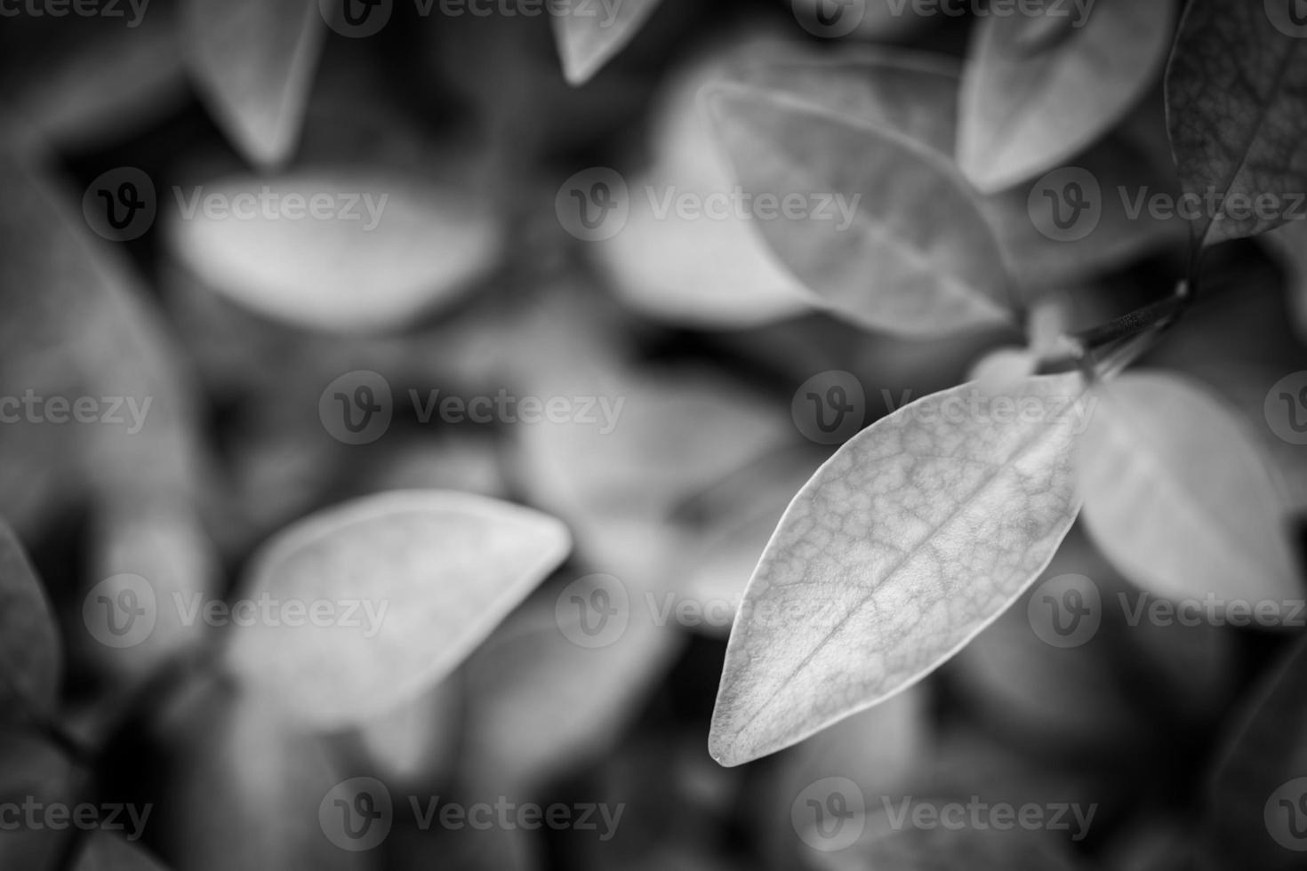 Dark black leaves background, nature pattern, natural texture rain drop dramatic macro photo