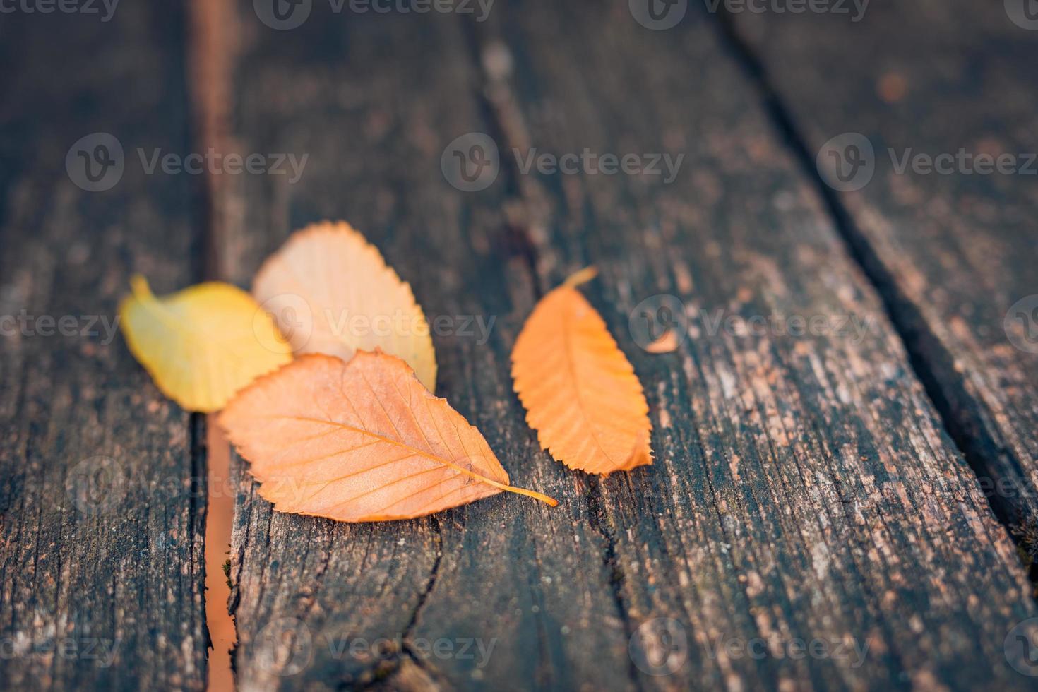Autumn leaves over wooden background with copy space. Seasonal closeup with empty space for your text, natural pattern, bright seasonal leaves. Artistic autumn image concept photo