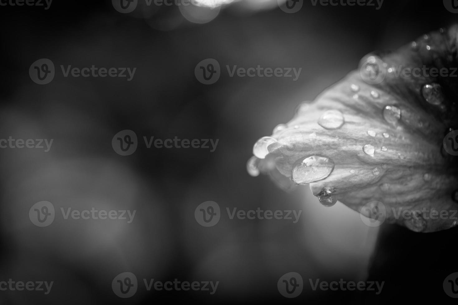 Dark black leaves background, nature pattern, natural texture rain drop dramatic macro photo
