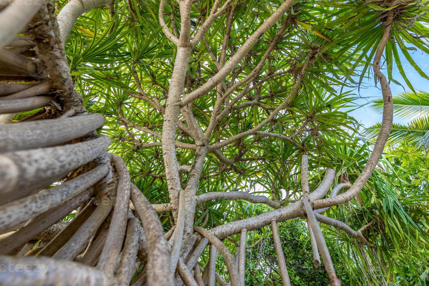 The banyan tree in the park, artistic wide angle view of exotic tree, looking up photo