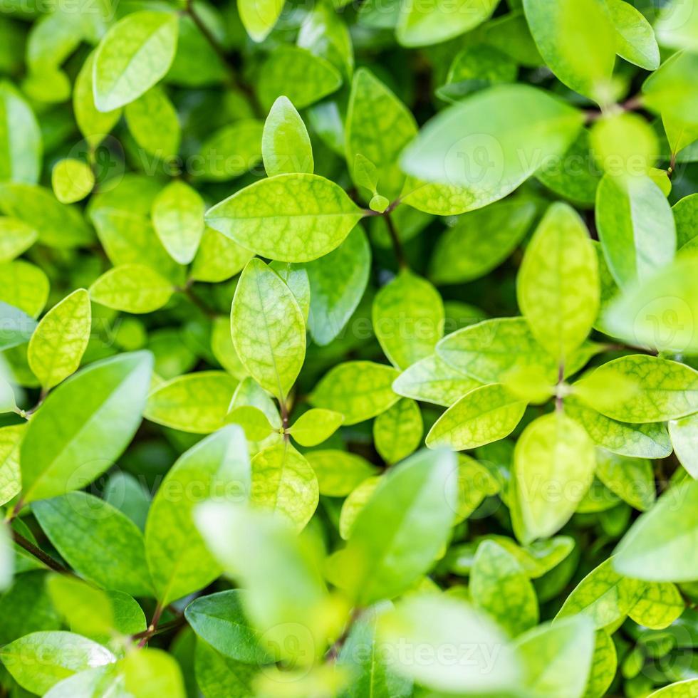 Nature texture green leaf background. Closeup freshness ecology natural background. Sunny relaxing zen spa tranquility pattern photo