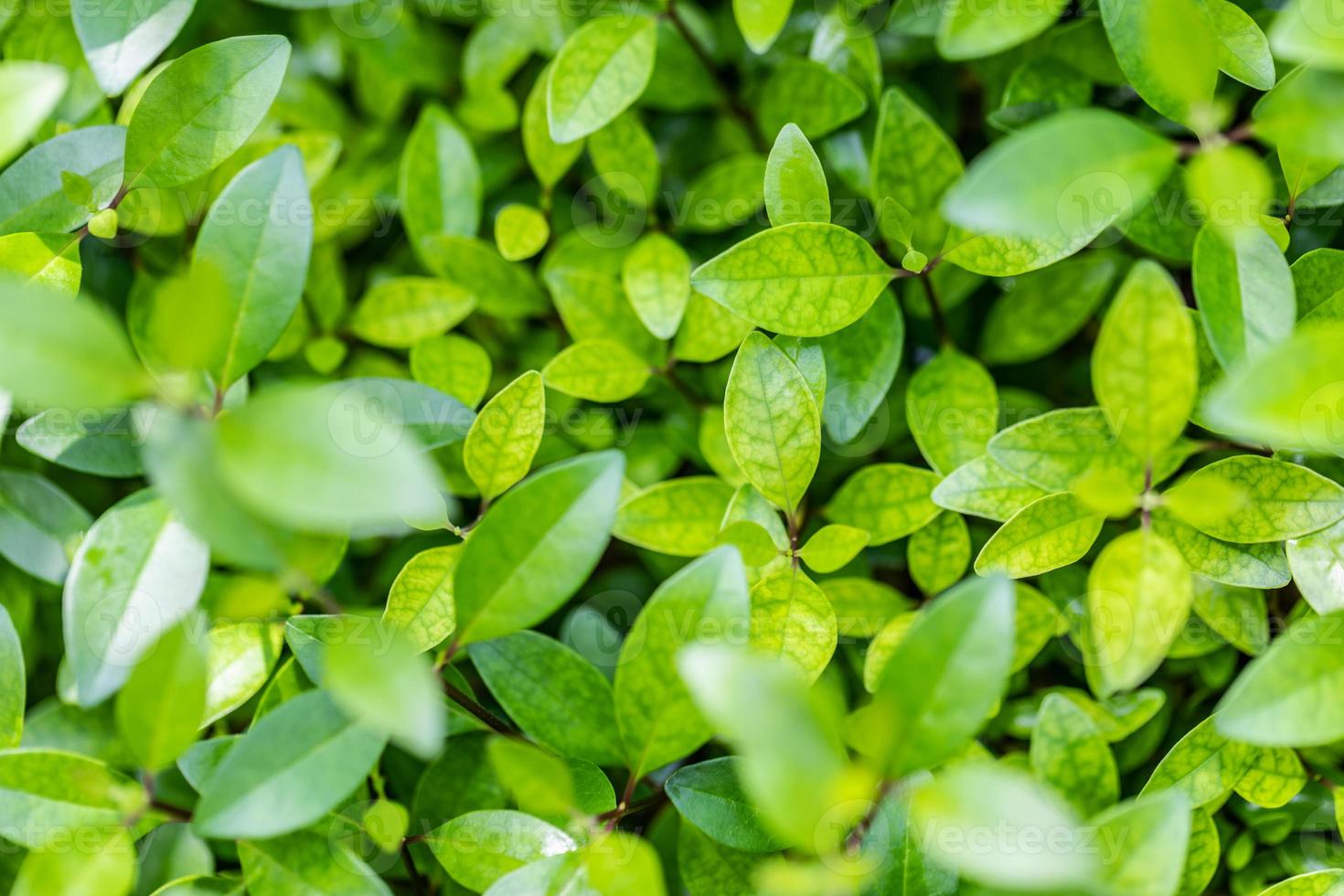 fondo de hoja verde de textura de naturaleza. fondo natural de la ecología de la frescura del primer plano. soleado relajante zen spa tranquilidad patrón foto