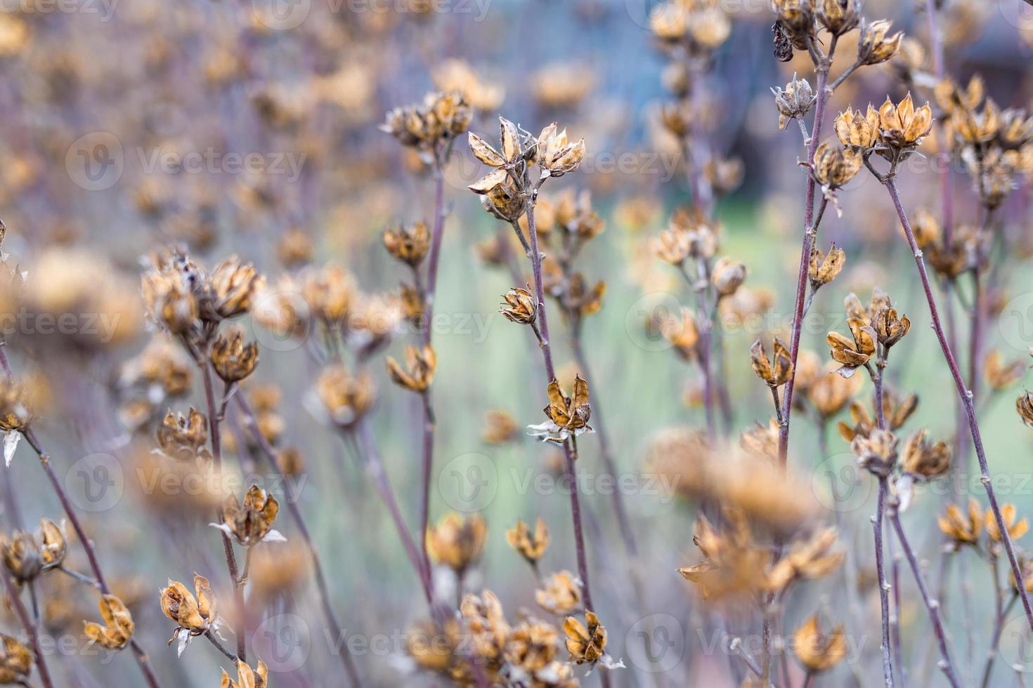 Dry meadow flowers in autumn field. Nature background 15178325 Stock