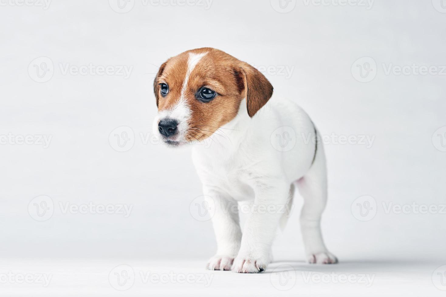 Jack russel terrier dog on white background photo