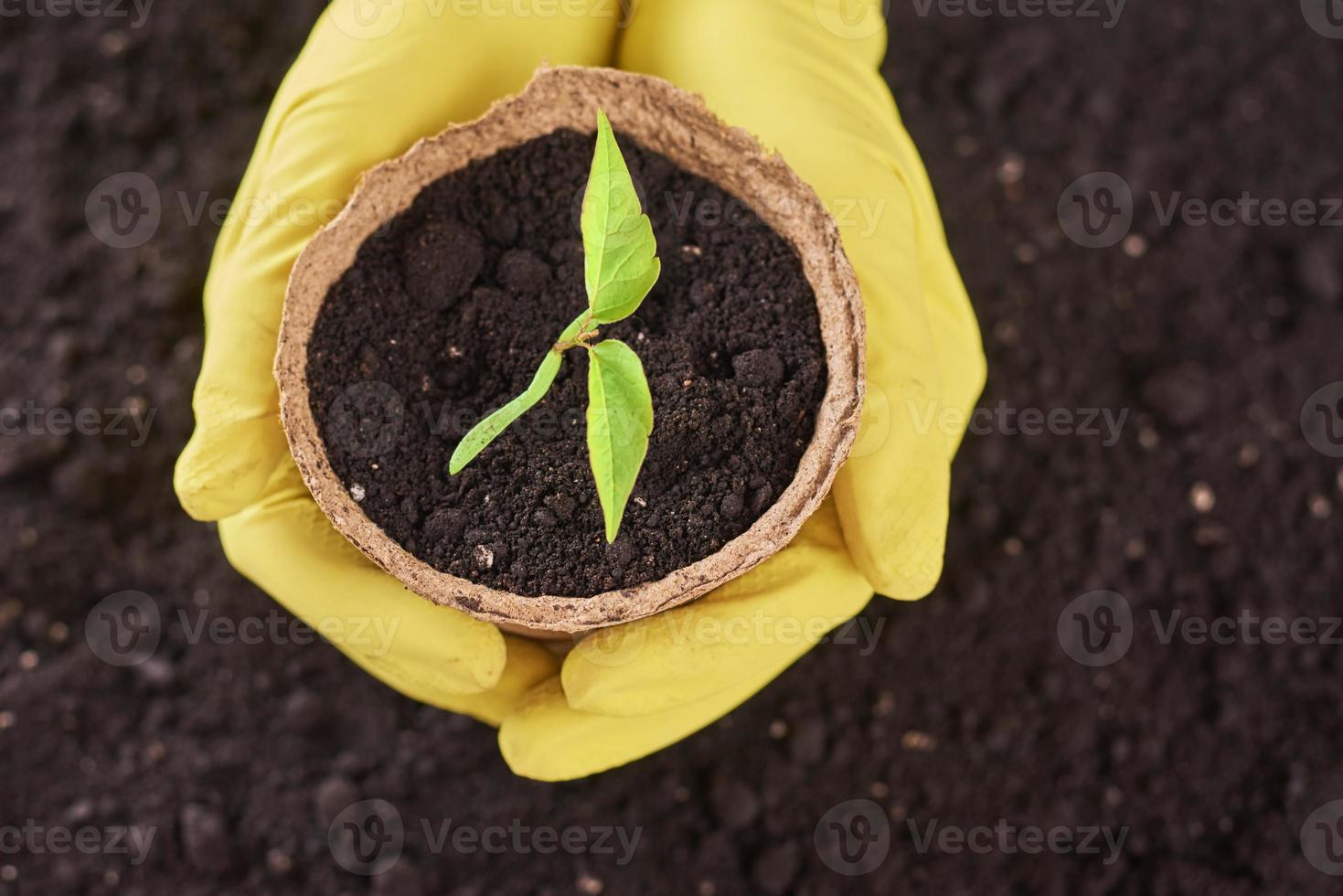 Hands hold pot with a young plant against soil background, top view photo