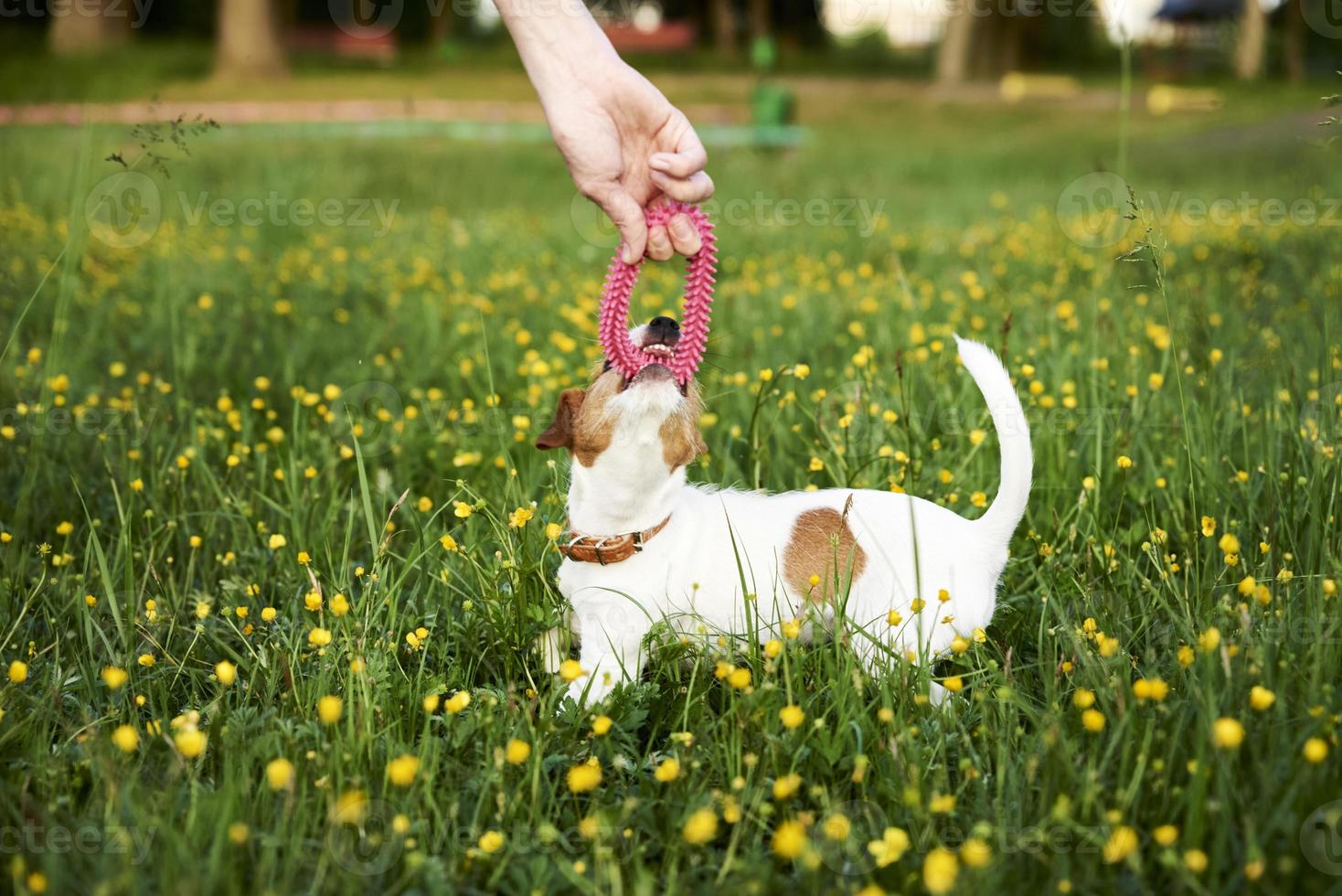 Owner plays with jack russell terrier dog in park photo