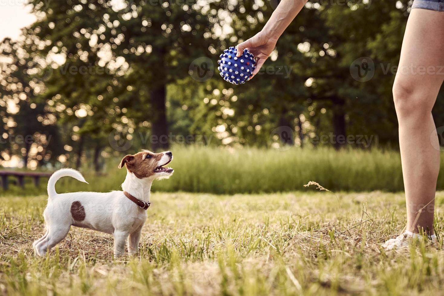 Owner plays with jack russell terrier dog in park photo