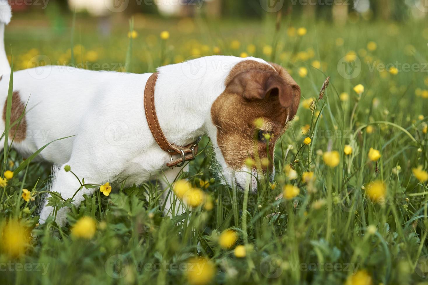 Portrait of jack russell terrier dog in the park photo