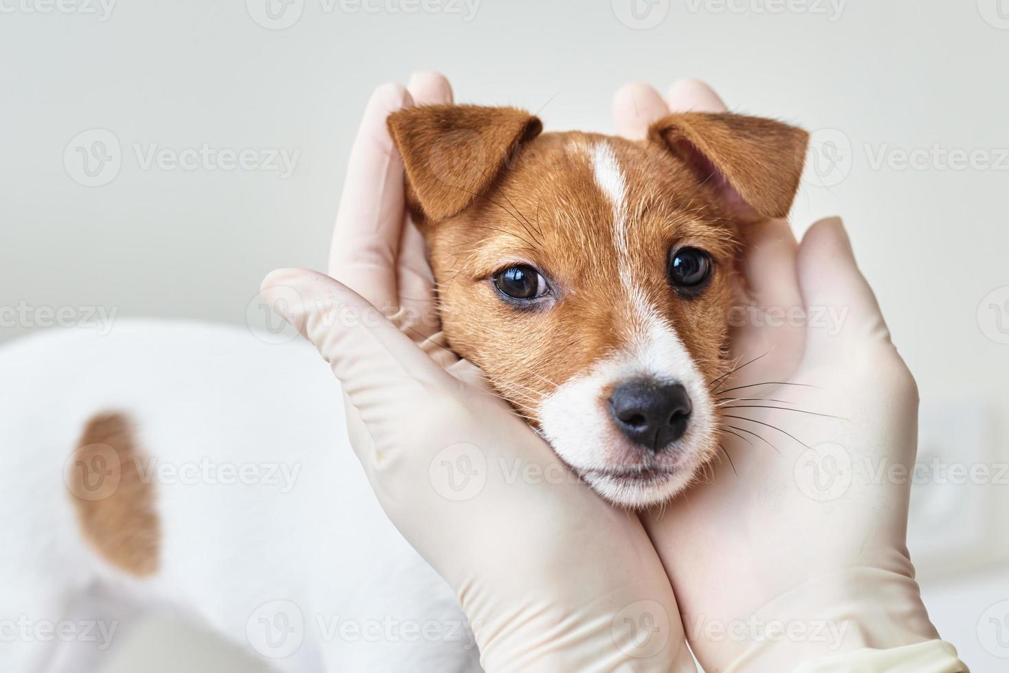 Veterinary doctor examines puppy dog. photo