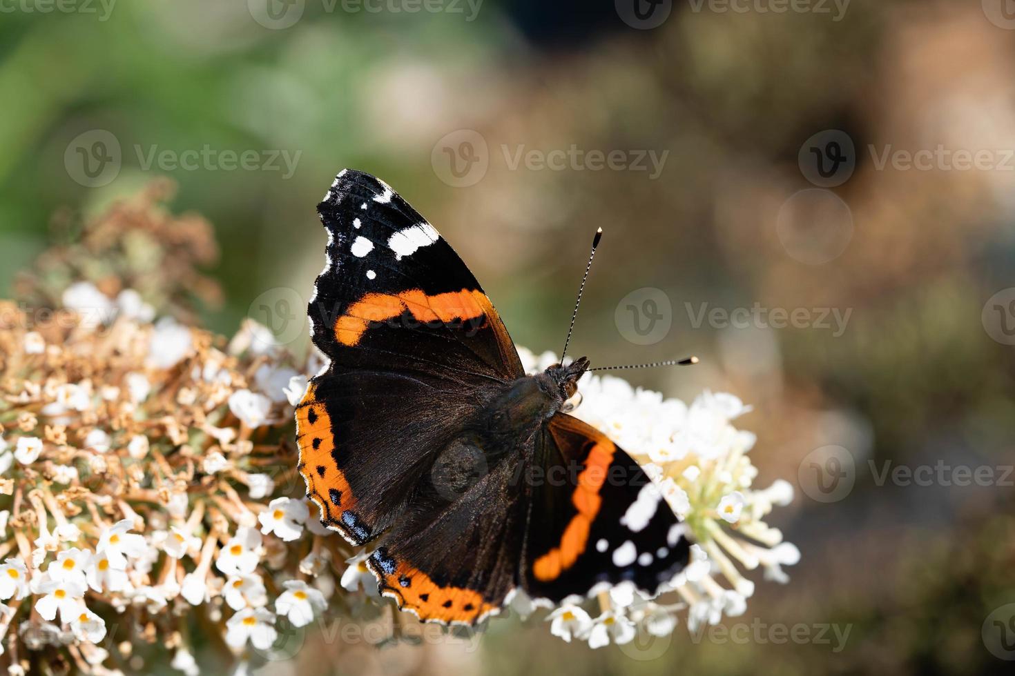 Admiral Vanessa atalanta butterfly next to the butterfly bush buddleja davidii photo