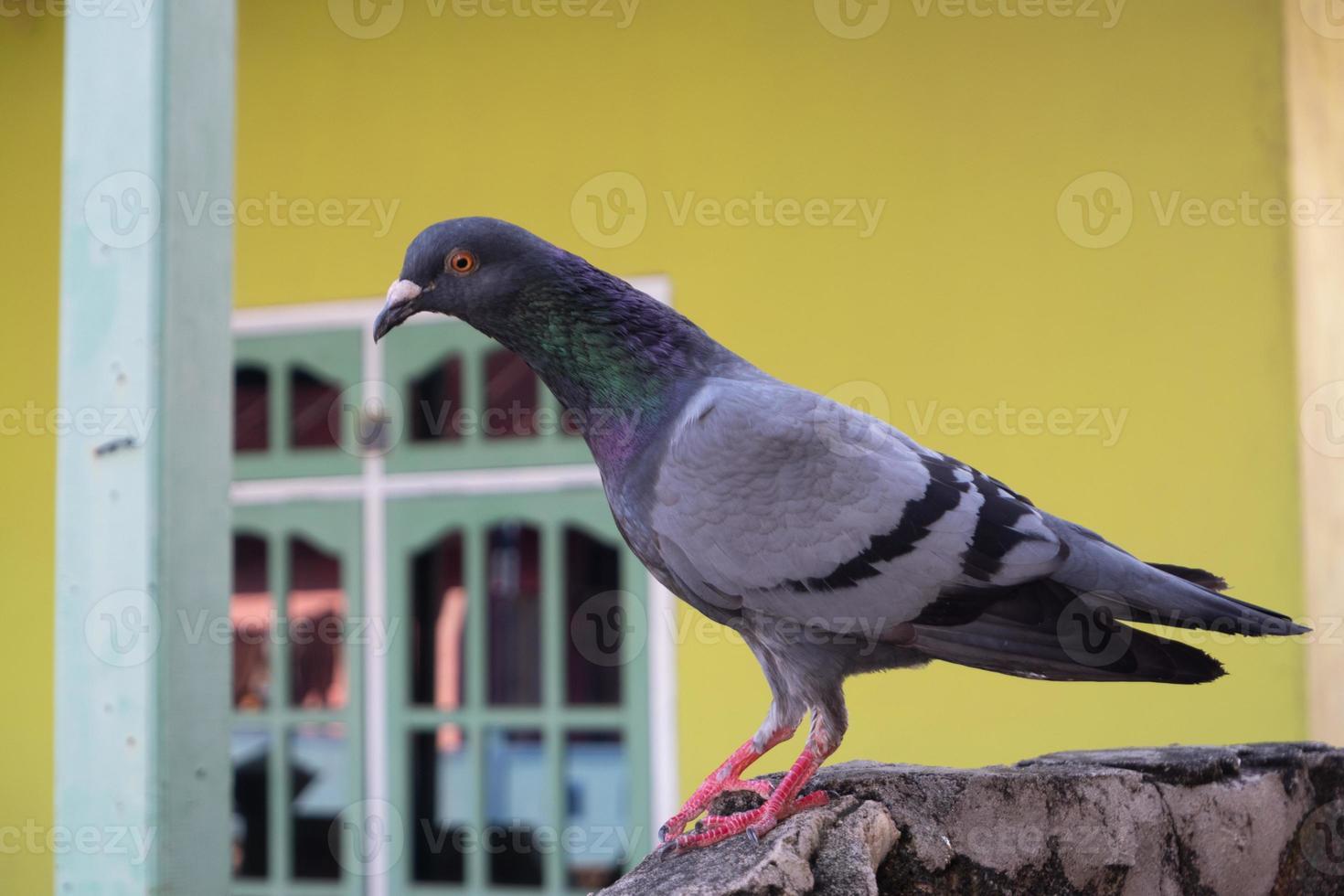 Indian Pigeon OR Rock Dove - The rock dove, rock pigeon, or common pigeon is a member of the bird family Columbidae. In common usage, this bird is often simply referred to as the pigeon photo