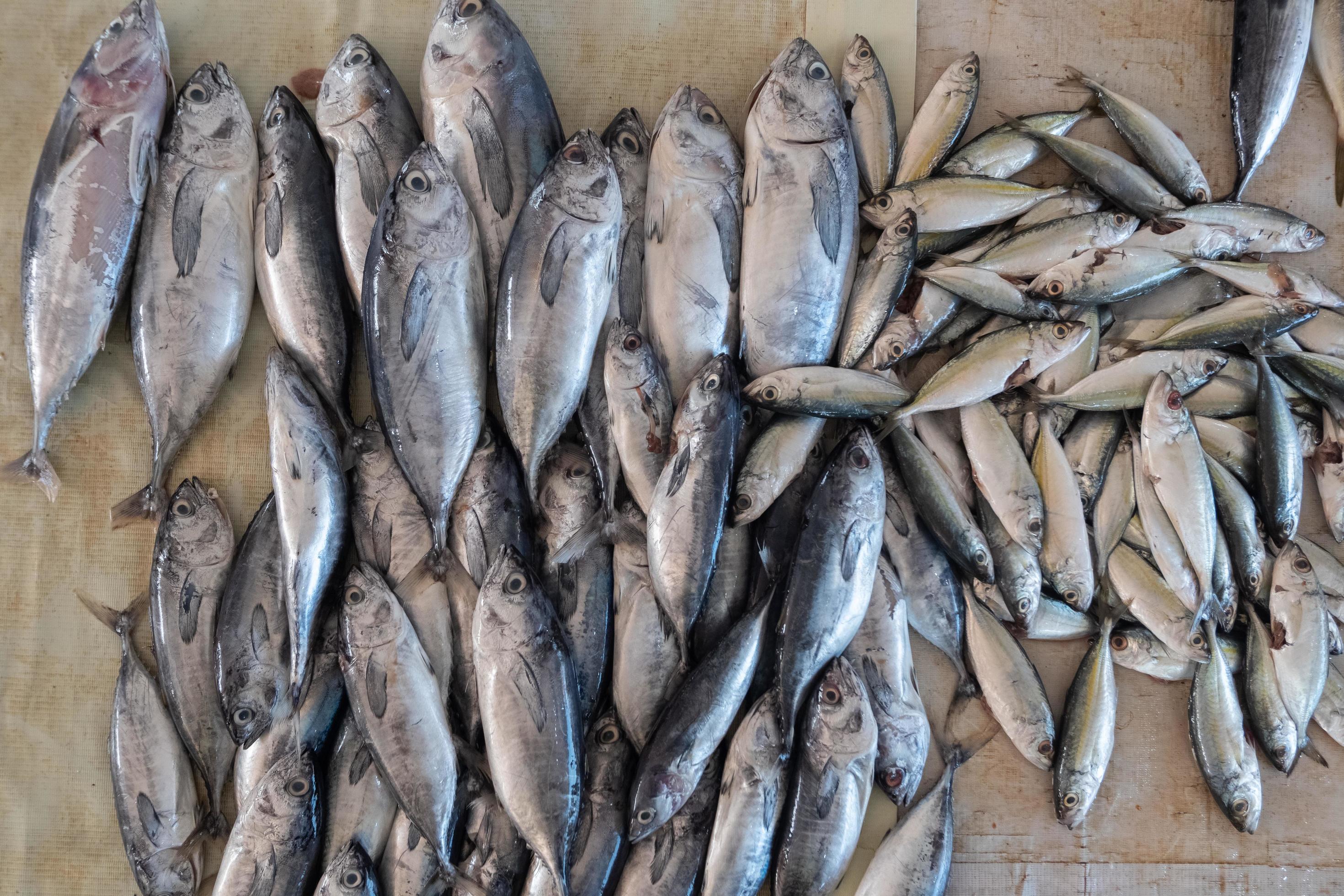 heaps of fresh fish caught by fishermen being sold in traditional