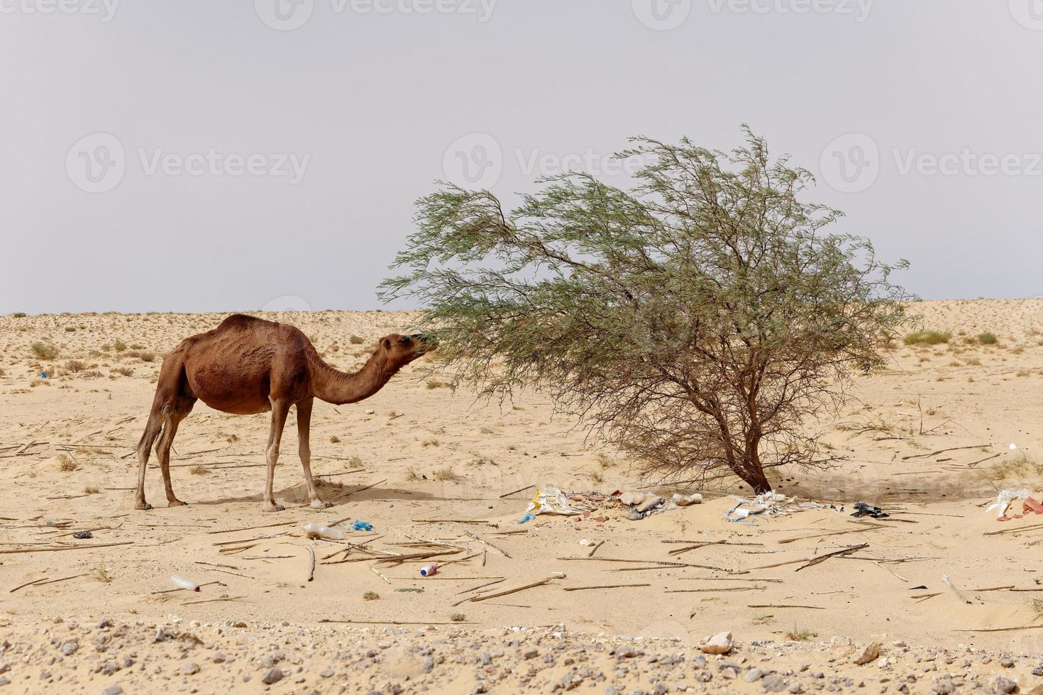 Camel in the desert eating leaves from the tree. Wild animals in their natural habitat. Wilderness and arid landscapes. Travel and tourism destination in the desert. Safari in africa. photo