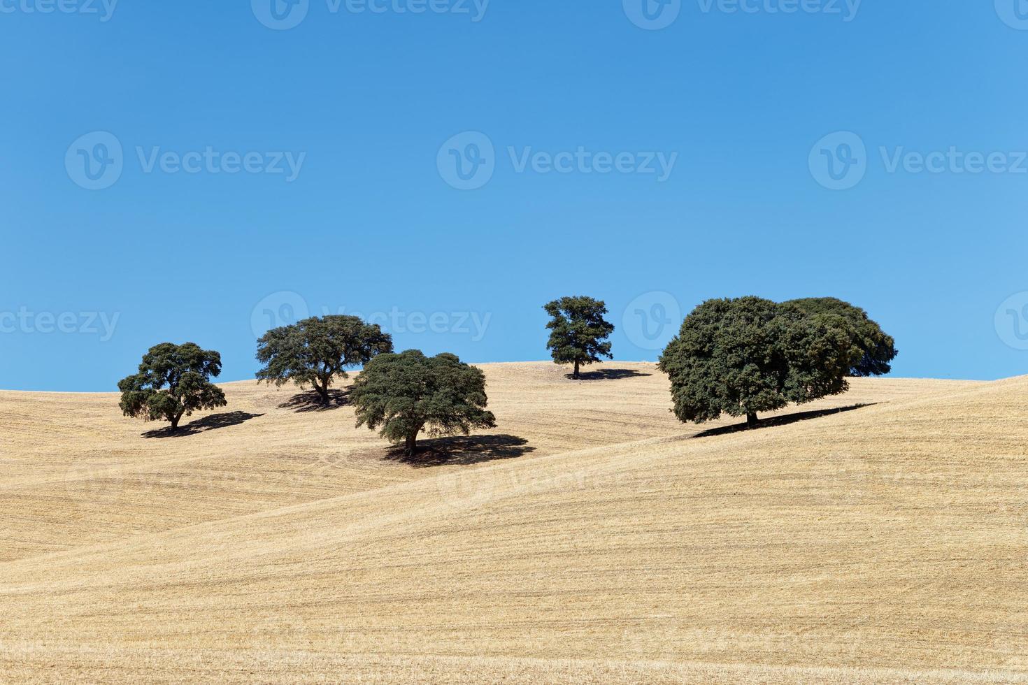 View of dried land with few olive trees. Climate change. Severe drought. Global warming. Environmental disaster. No water. Dry agriculture fields. Shortage of water. No crops. photo