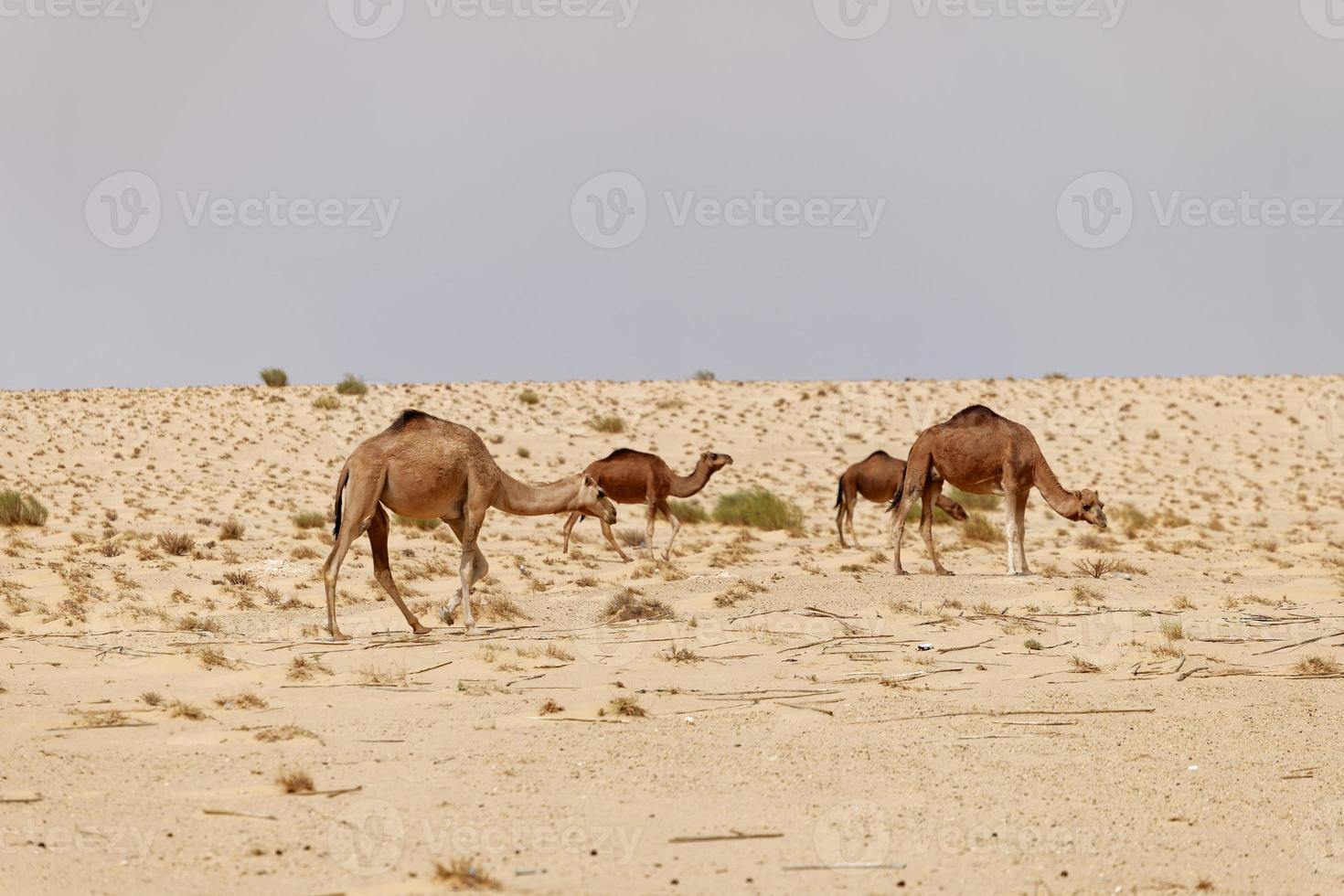 A group of camels in the desert. Wild animals in their natural habitat. Wilderness and arid landscapes. Travel and tourism destination in the desert. Safari in africa. photo