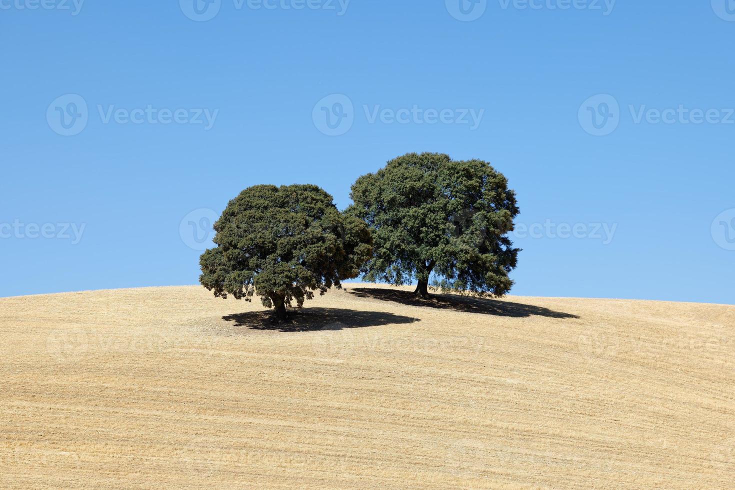 View of dried land with two olive trees. Climate change. Severe drought. Global warming. Environmental disaster. No water. Dry agriculture fields. Shortage of water. No crops. photo