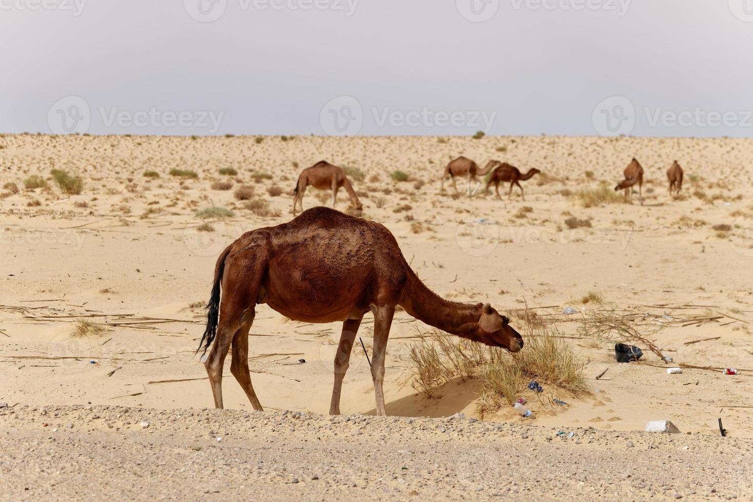 Camels in the desert eating leaves from the tree. Wild animals in their natural habitat. Wilderness and arid landscapes. Travel and tourism destination in the desert. Safari in africa. photo