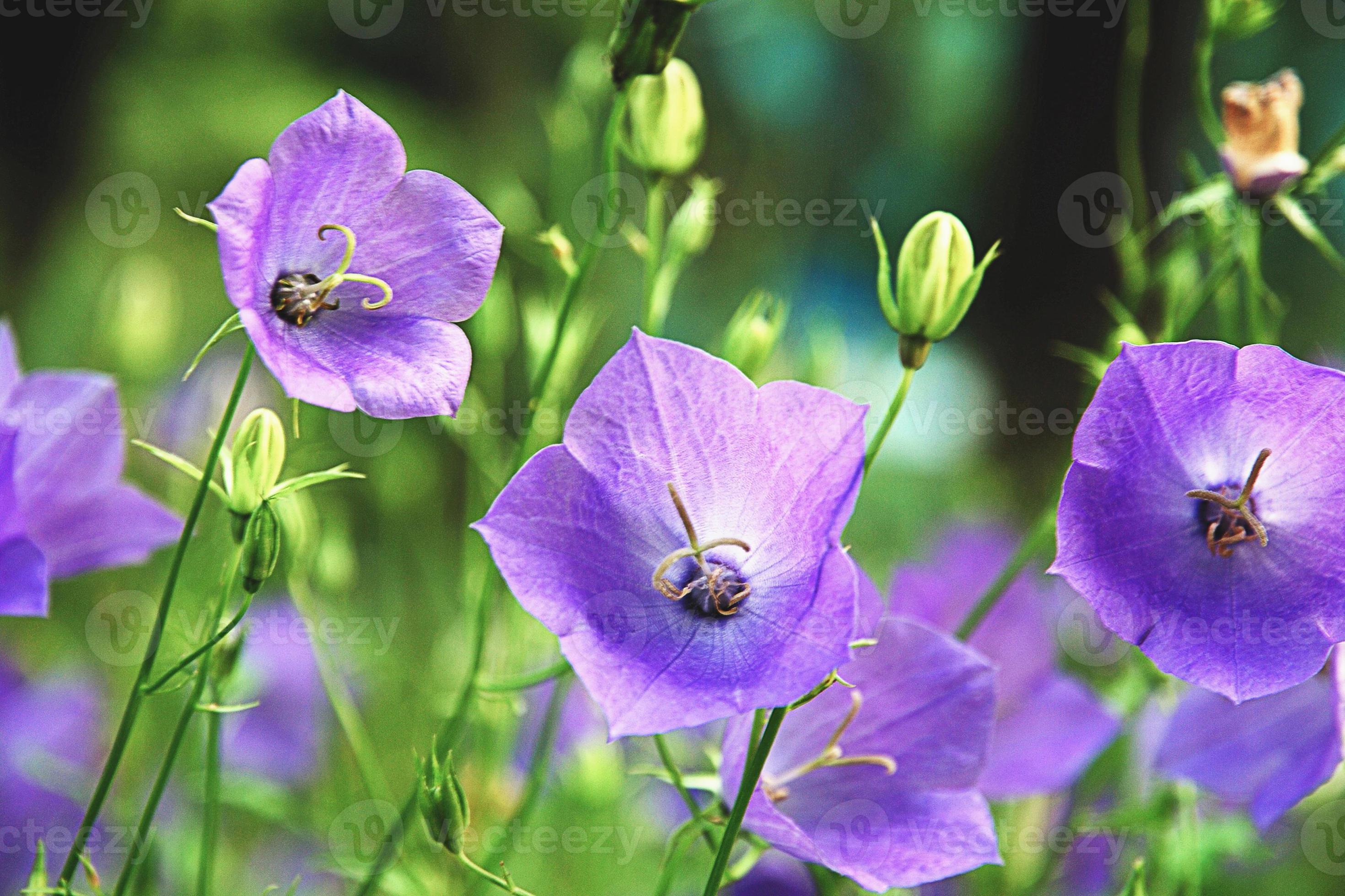 Purple bell flowers - Campanula persicifolia blooming in summer garden