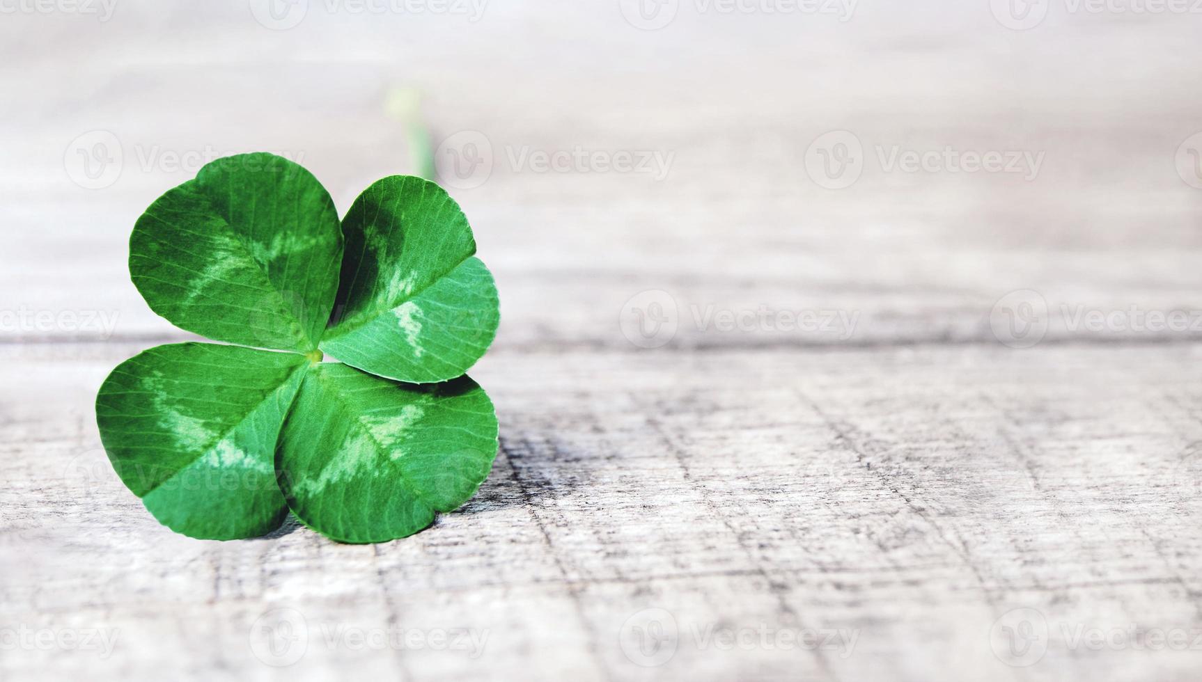 four leaf clover on gray background, real authentic green shamrock with four leaves on old grey wood photo