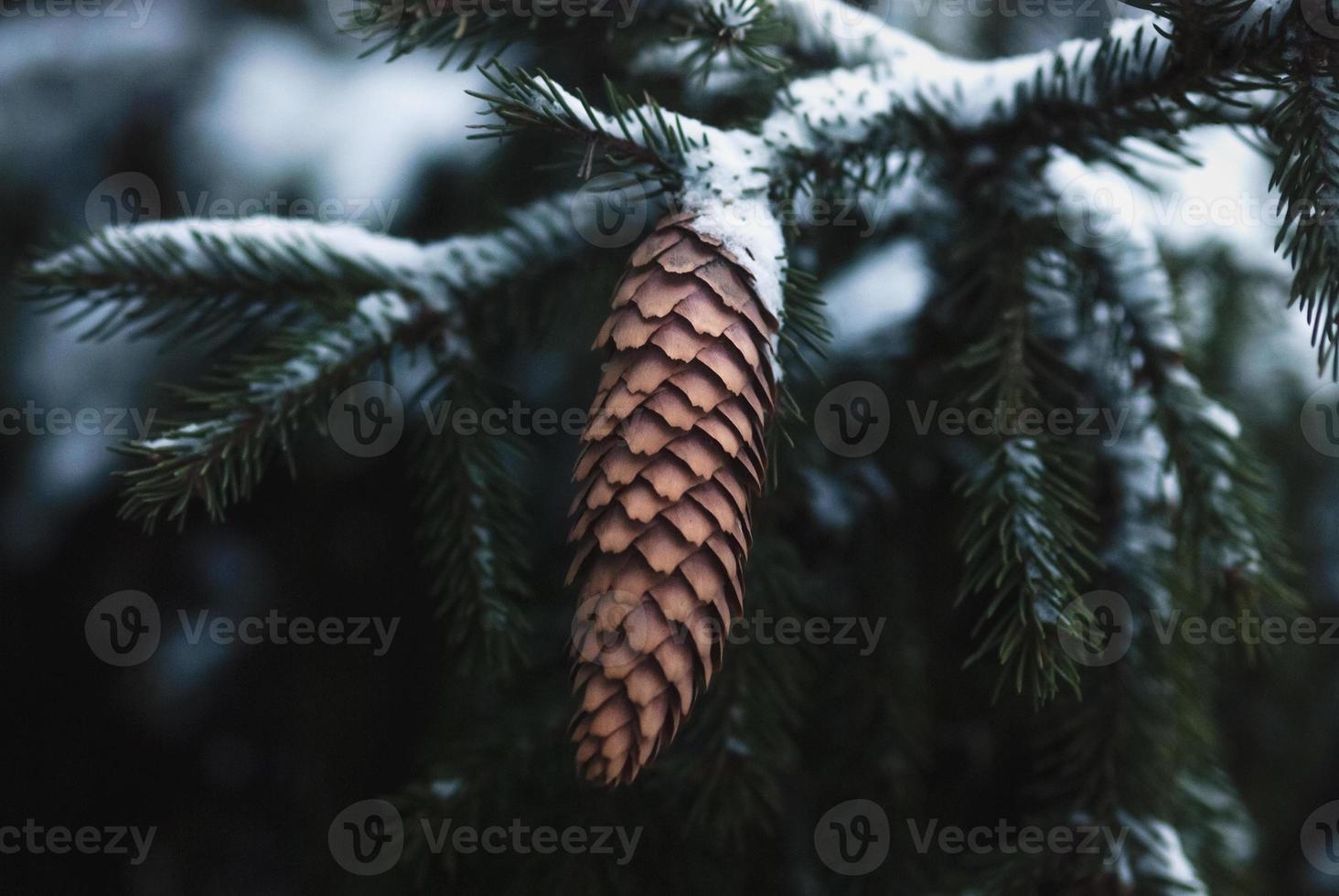 ramas de abeto y cono de pino bajo la nieve en el bosque de invierno foto