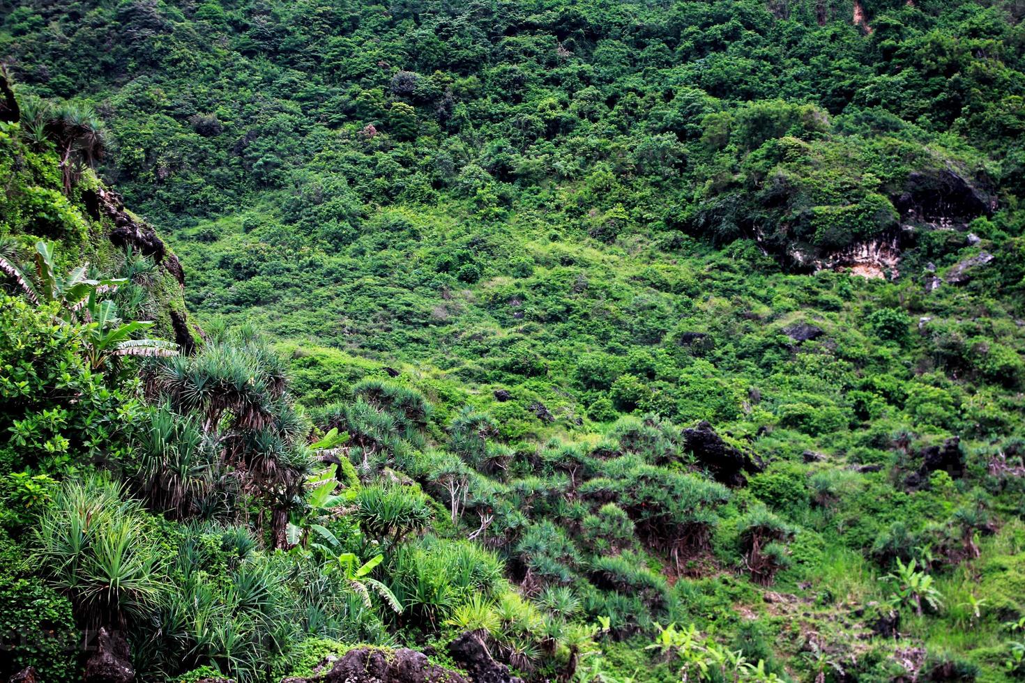 acantilados de coral costeros con muchas plantas verdes foto