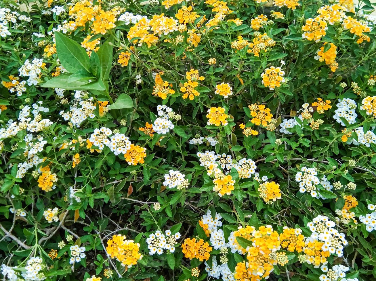 yellow and white amarela pequena flowers in a garden. suitable for use as a background photo