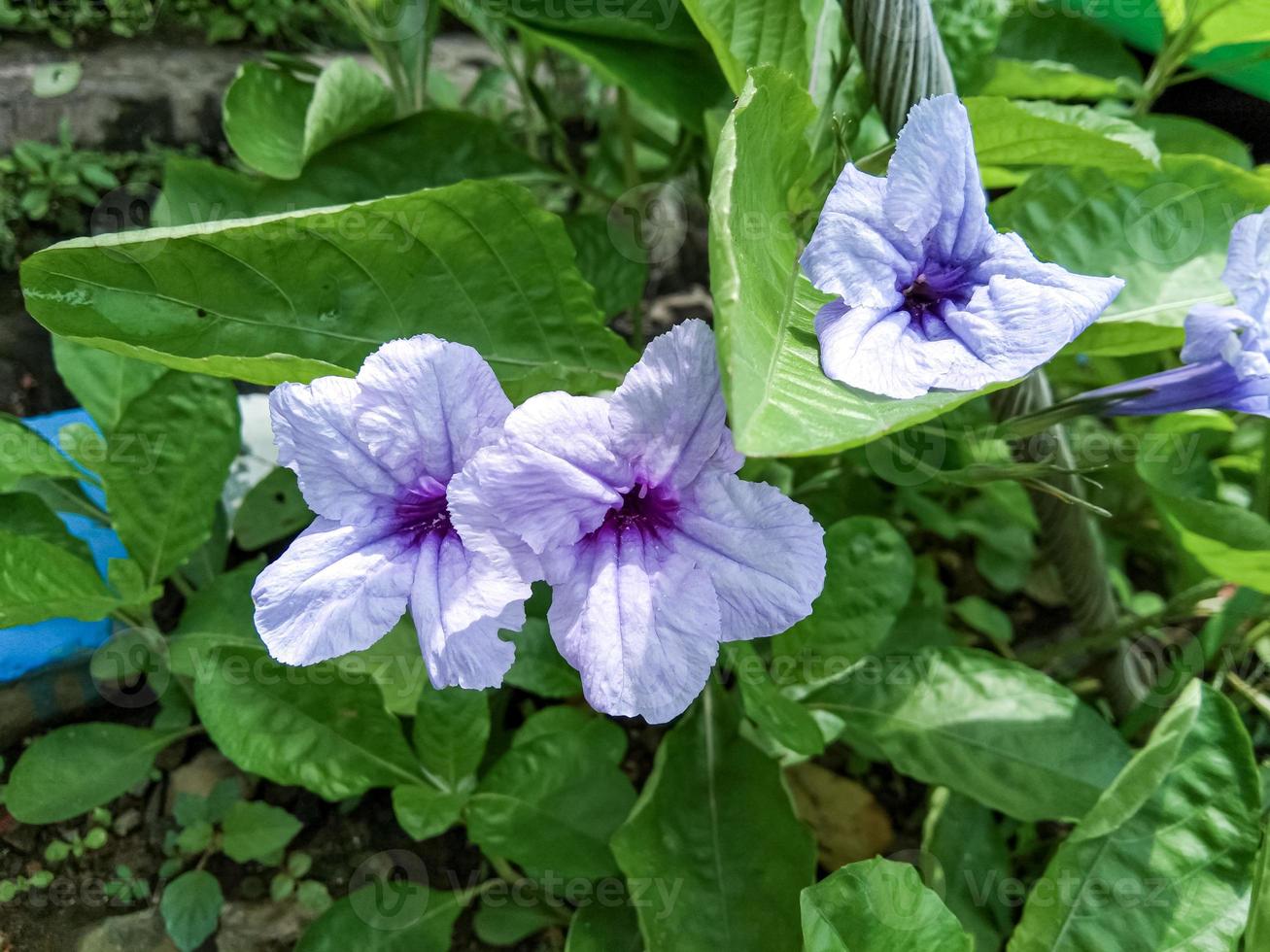 The light purple golden flower crown looks very beautiful in the morning photo