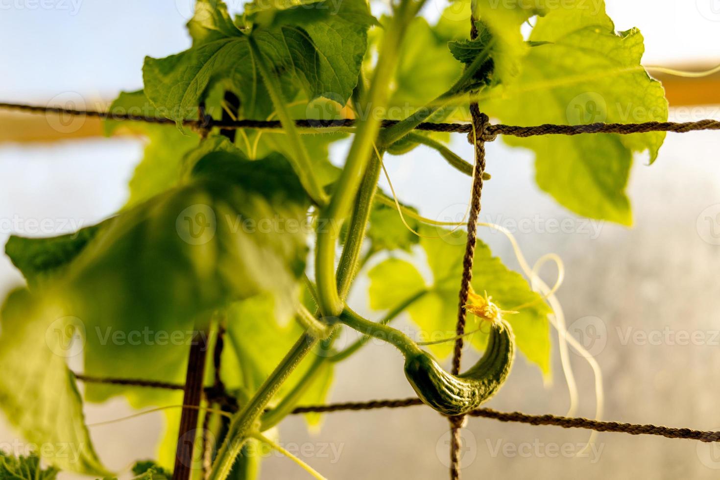 Cucumber seedlings growing in the greenhouse. Ecology and ecological balance, farming and planting. Agricultural scene with small cucumber in a hothouse, close up. Soft focus. photo