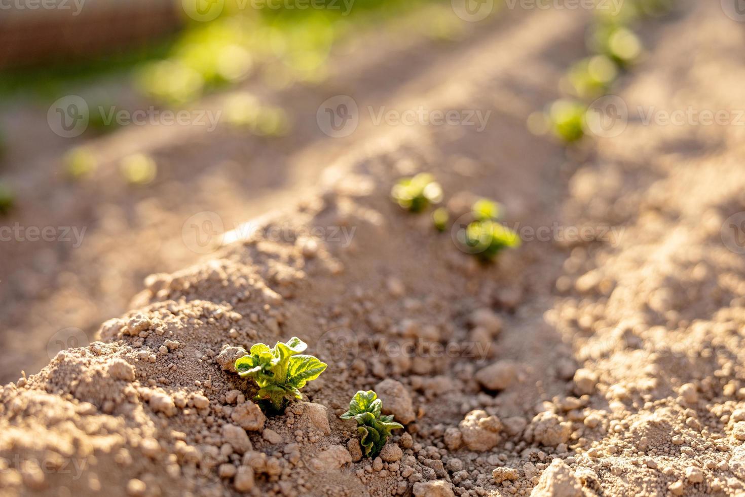 Seedlings growing up from fertile soil in the farmer's garden, morning sun shines. Ecology and ecological balance, farming and planting. Agricultural scene with sprouts in earth, close up. Soft focus. photo