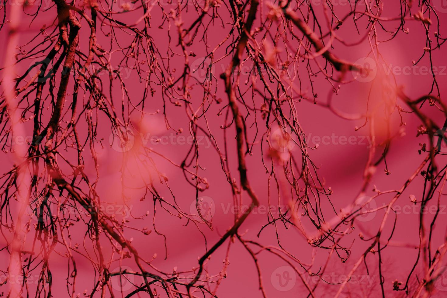 Viva Magenta - color of the year 2023. Trendy color sample. Toned background with copy space. photo