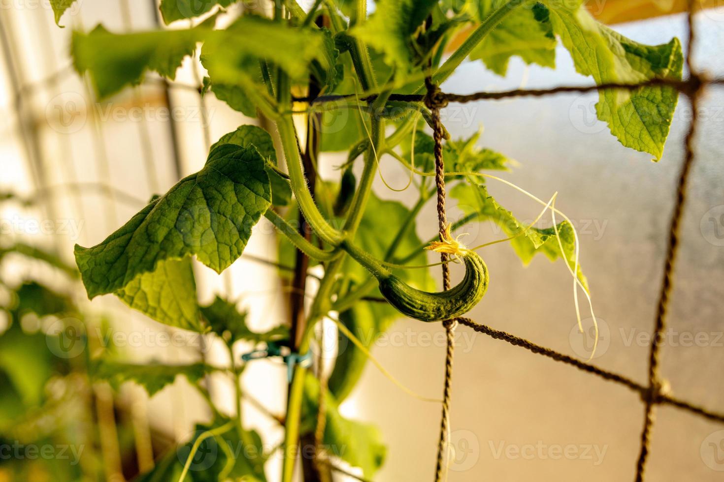 Cucumber seedlings growing in the greenhouse. Ecology and ecological balance, farming and planting. Agricultural scene with small cucumber in a hothouse, close up. Soft focus. photo