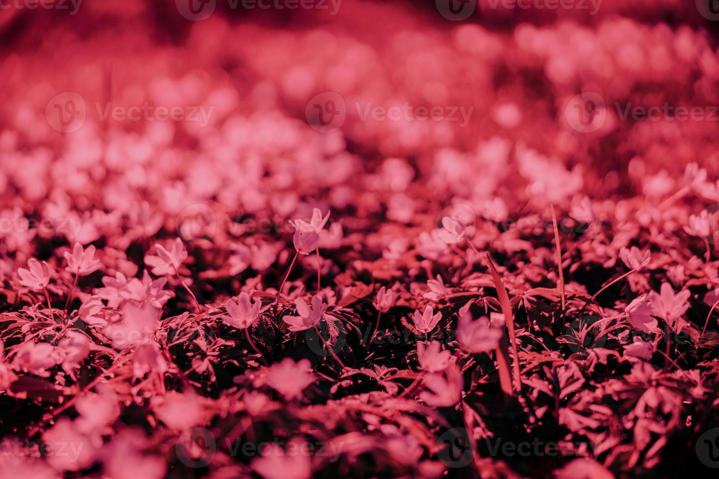Viva Magenta - color of the year 2023. Trendy color sample. Toned background with copy space. Magenta flowers. photo