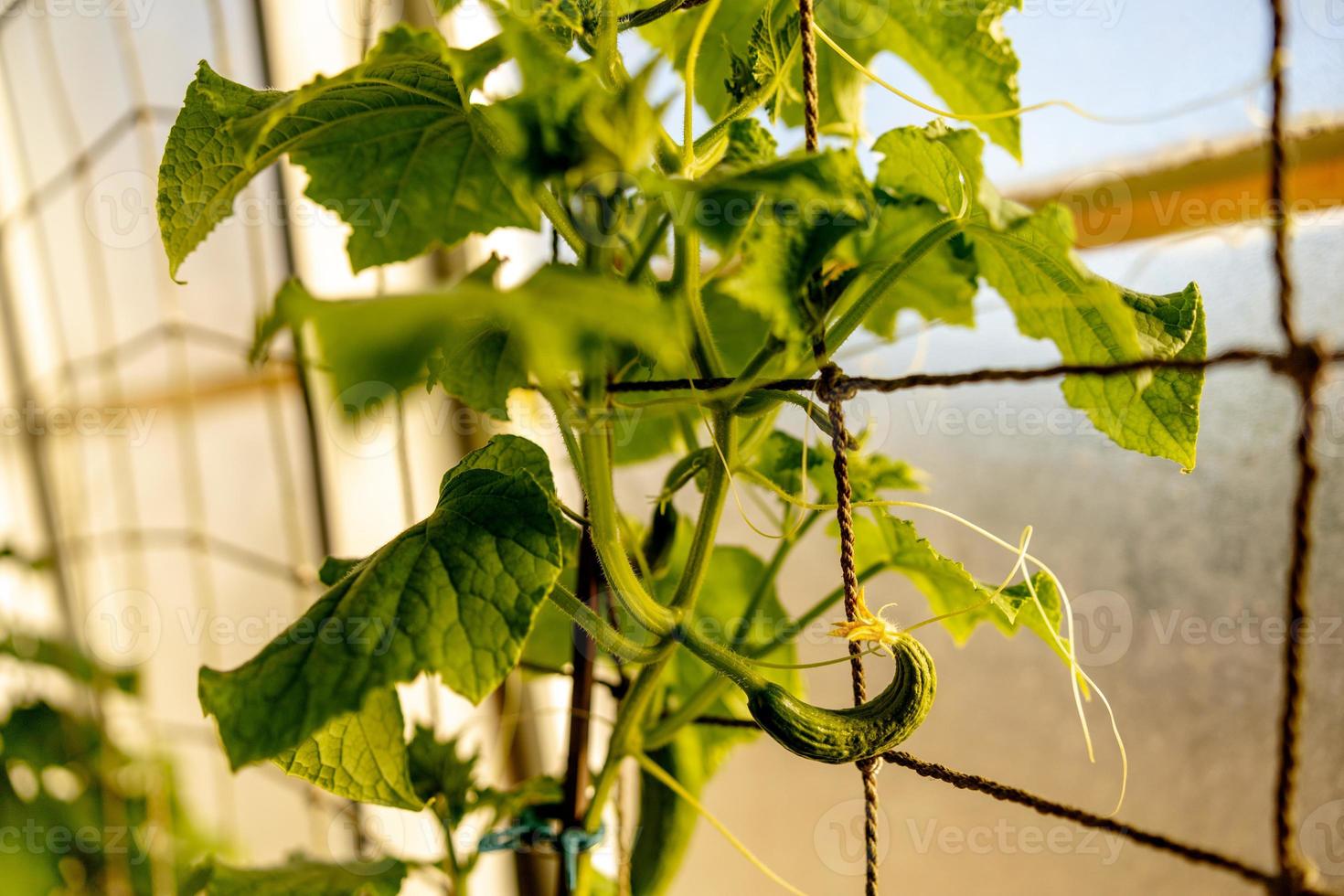 Cucumber seedlings growing in the greenhouse. Ecology and ecological balance, farming and planting. Agricultural scene with small cucumber in a hothouse, close up. Soft focus. photo