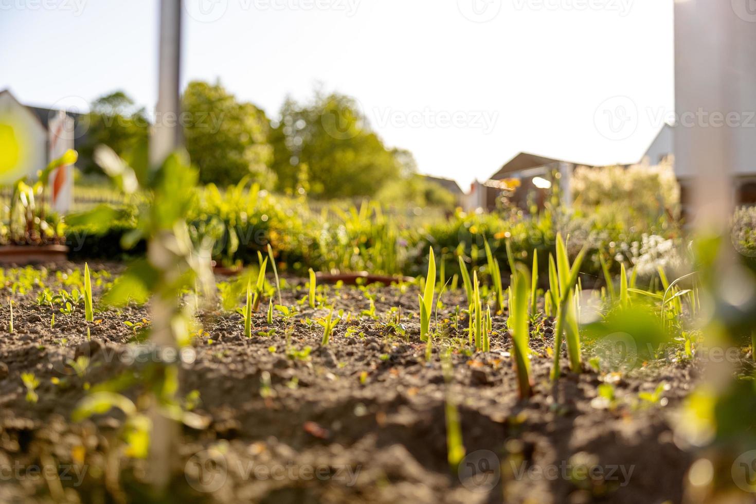 Seedlings growing up from fertile soil in the farmer's garden, morning sun shines. Ecology and ecological balance, farming and planting. Agricultural scene with sprouts in earth, close up. Soft focus. photo