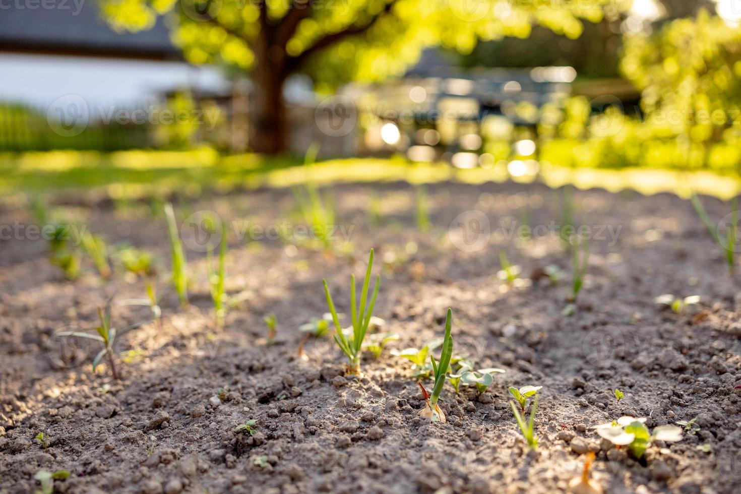 Seedlings growing up from fertile soil in the farmer's garden, morning sun shines. Ecology and ecological balance, farming and planting. Agricultural scene with sprouts in earth, close up. Soft focus. photo