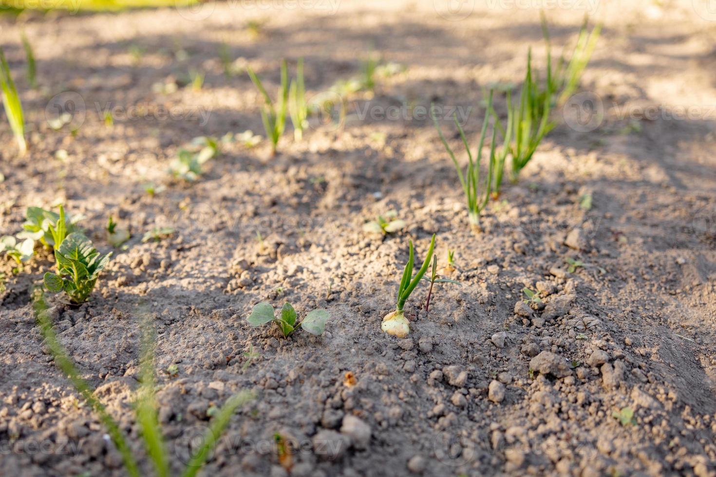 plántulas que crecen en suelo fértil en el jardín del agricultor, brilla el sol de la mañana. ecología y equilibrio ecológico, cultivo y plantación. escena agrícola con brotes en la tierra, de cerca. enfoque suave. foto