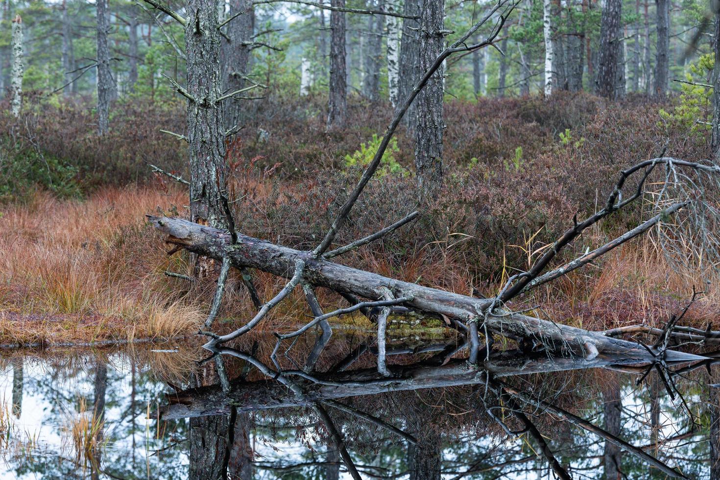 día de otoño en el lago pantanoso foto