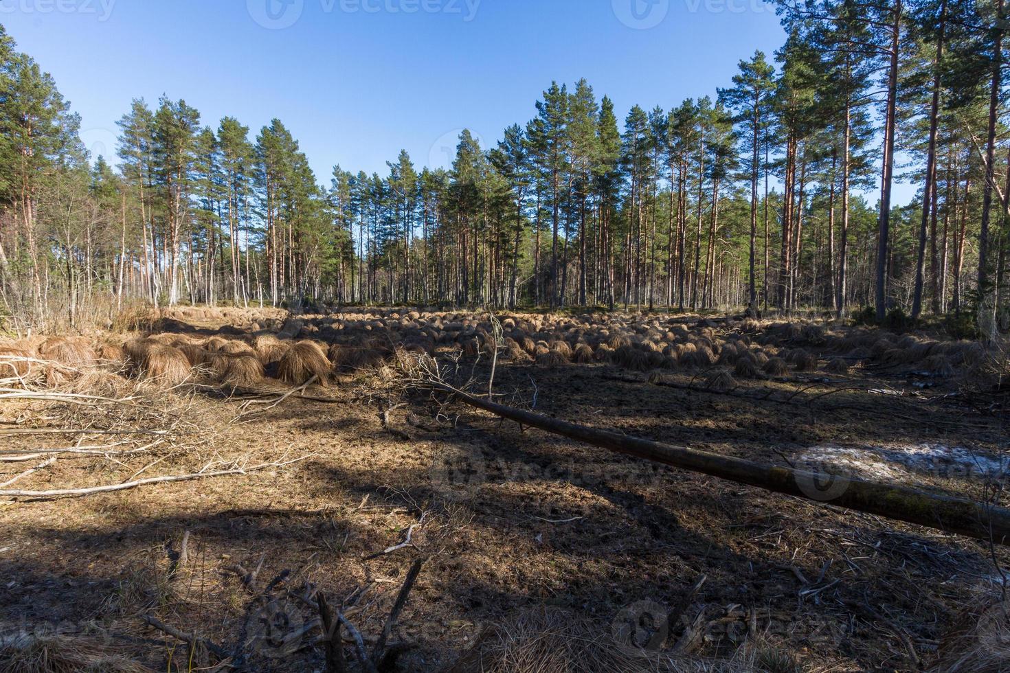Early Spring in The Swamp photo