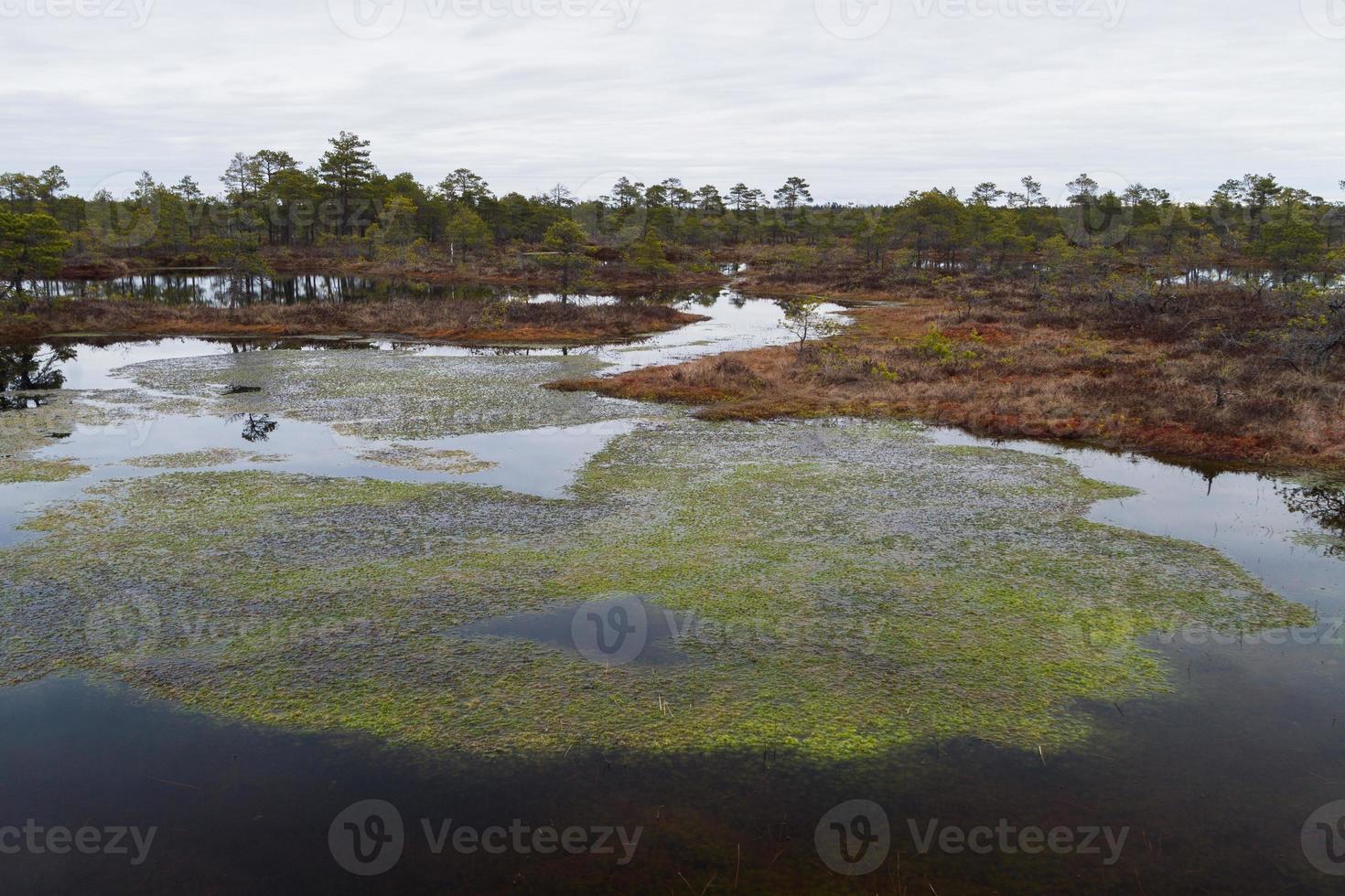 Early Spring in The Swamp photo