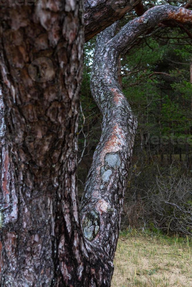 bosque de pinos y abetos foto