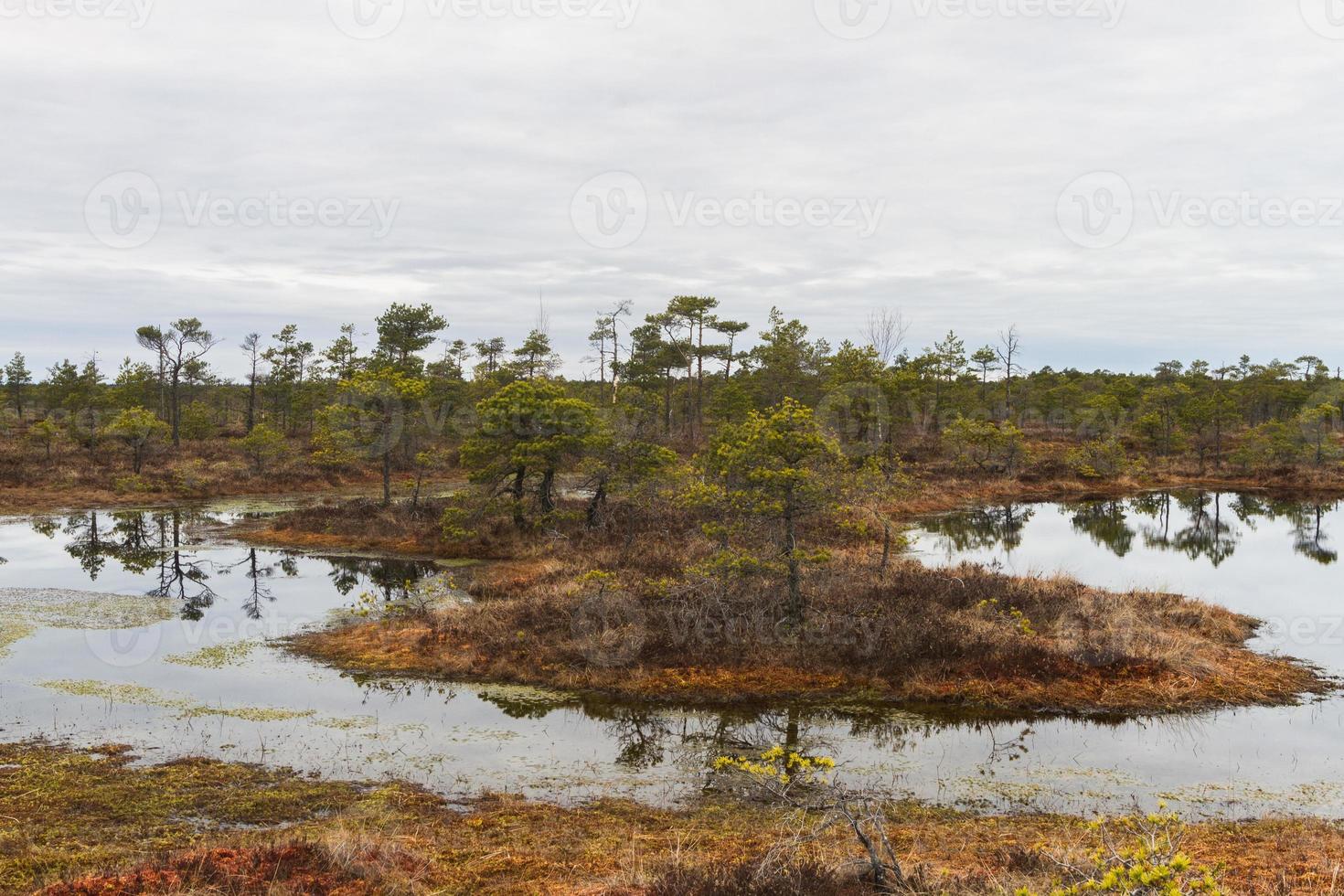 Early Spring in The Swamp photo