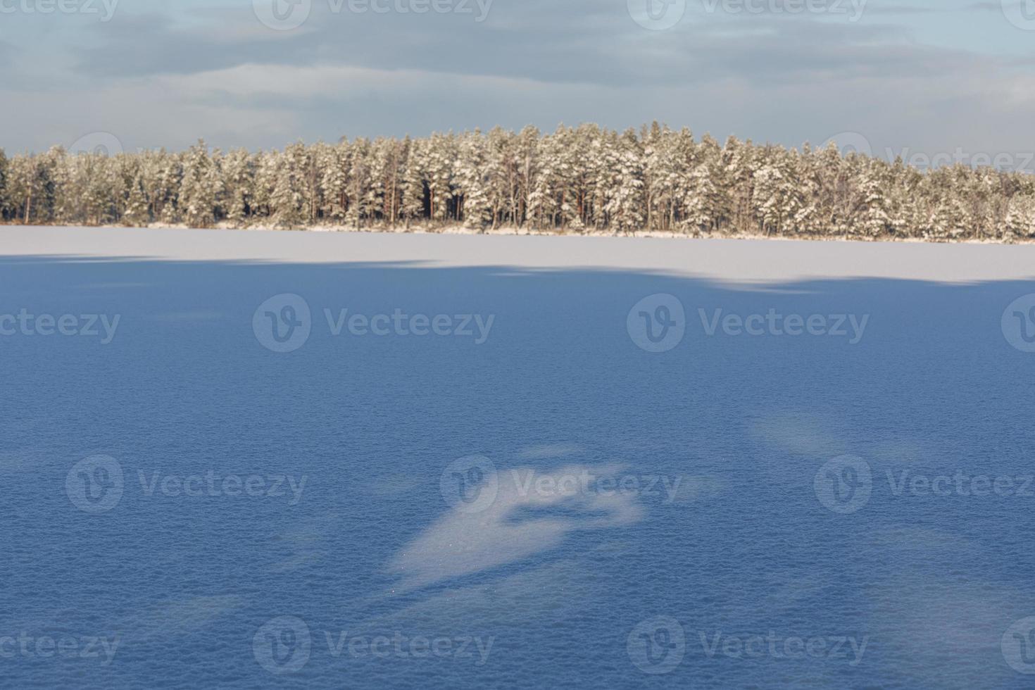 Snowy Winter Day in the Swamp photo