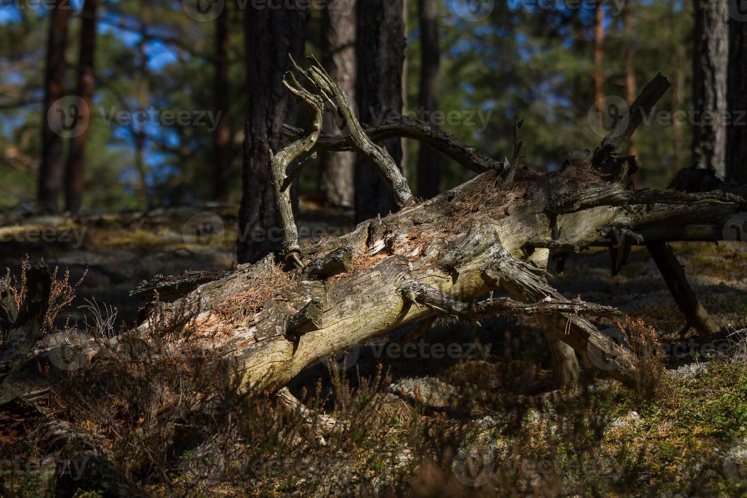 Early Spring in The Swamp photo