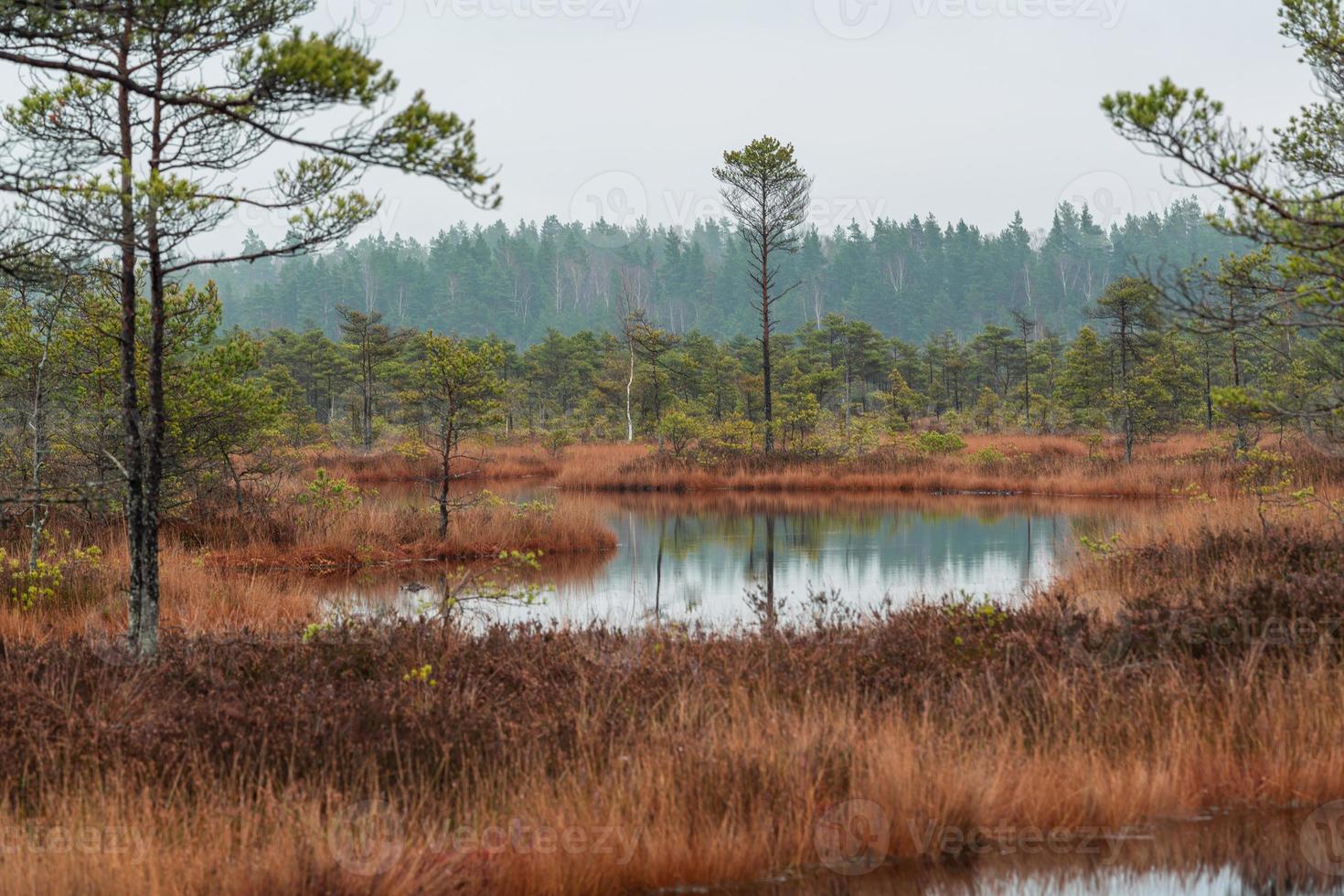 Autumn Day at the Swamp Lake photo