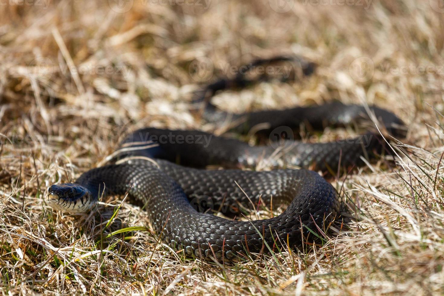 Grass Snake in Natural Environment photo