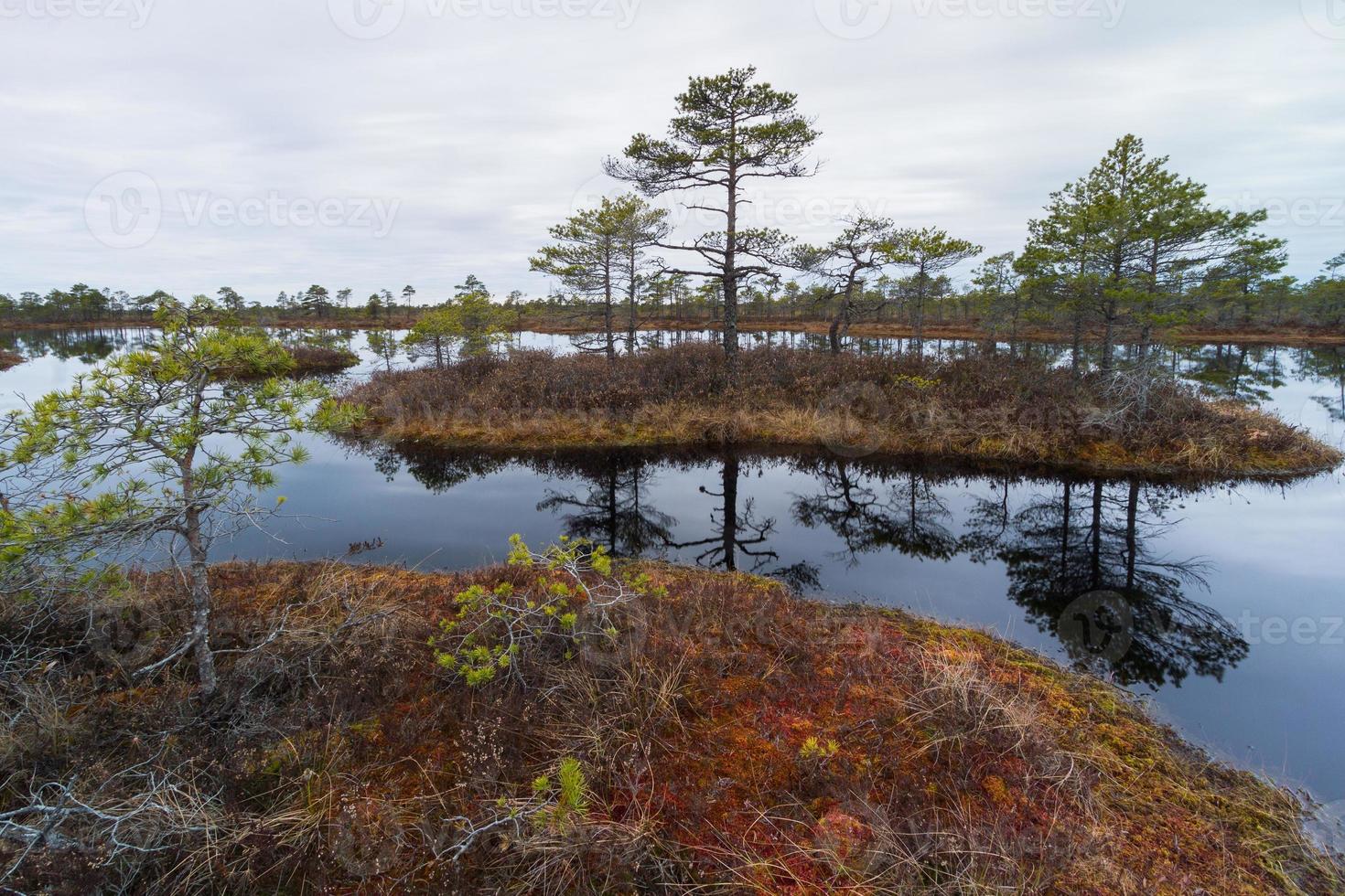 Early Spring in The Swamp photo