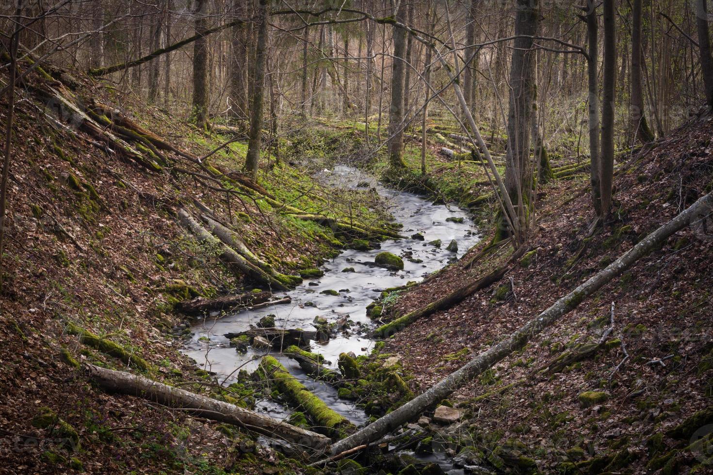 pequeño río forestal a principios de la primavera foto