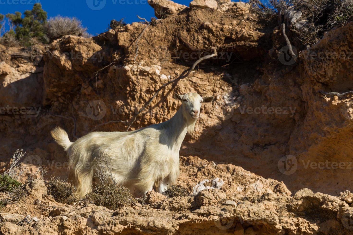 pastando al aire libre en las islas griegas foto