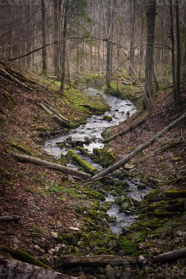 pequeño río forestal a principios de la primavera foto