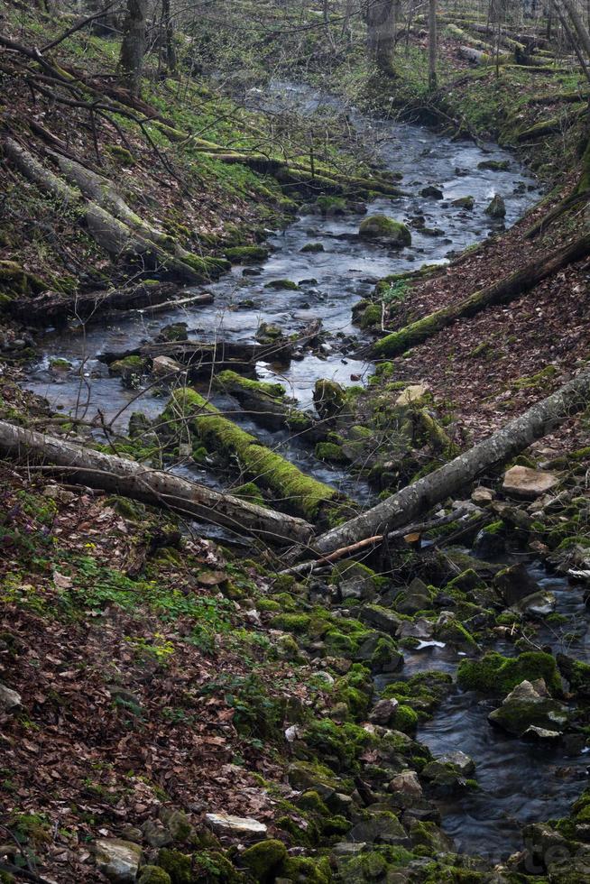 Small Forest River in Early Springtime photo